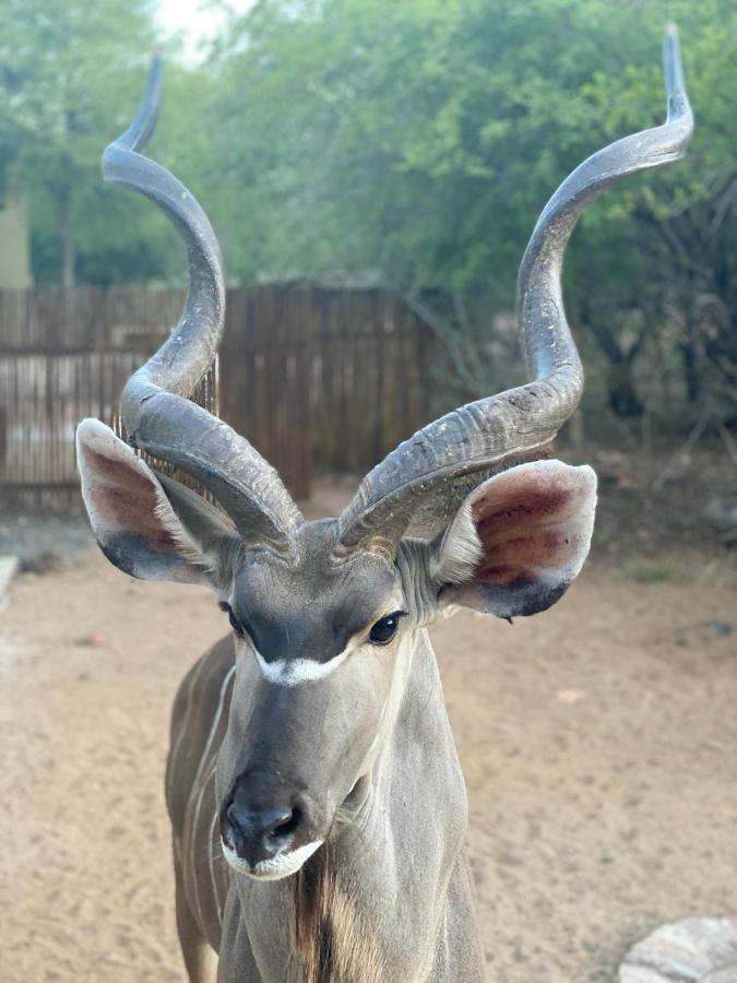 Birdsong Kruger Villa Marloth Park Bagian luar foto