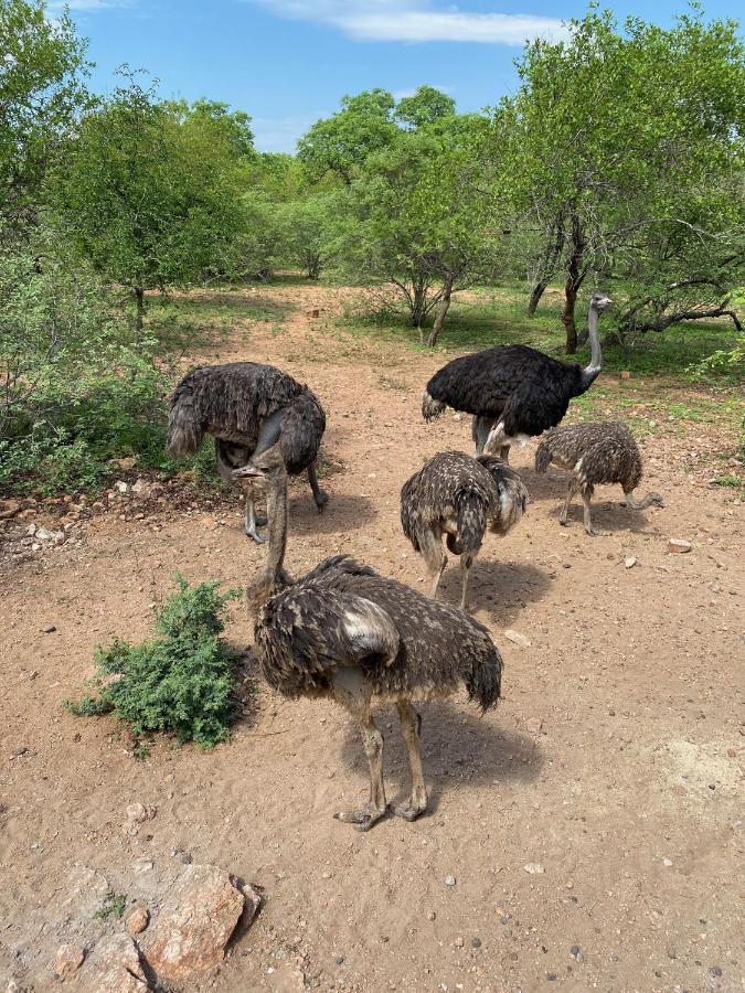 Birdsong Kruger Villa Marloth Park Bagian luar foto