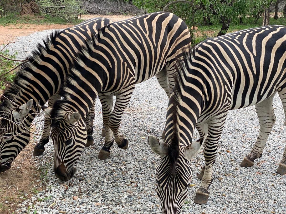 Birdsong Kruger Villa Marloth Park Bagian luar foto