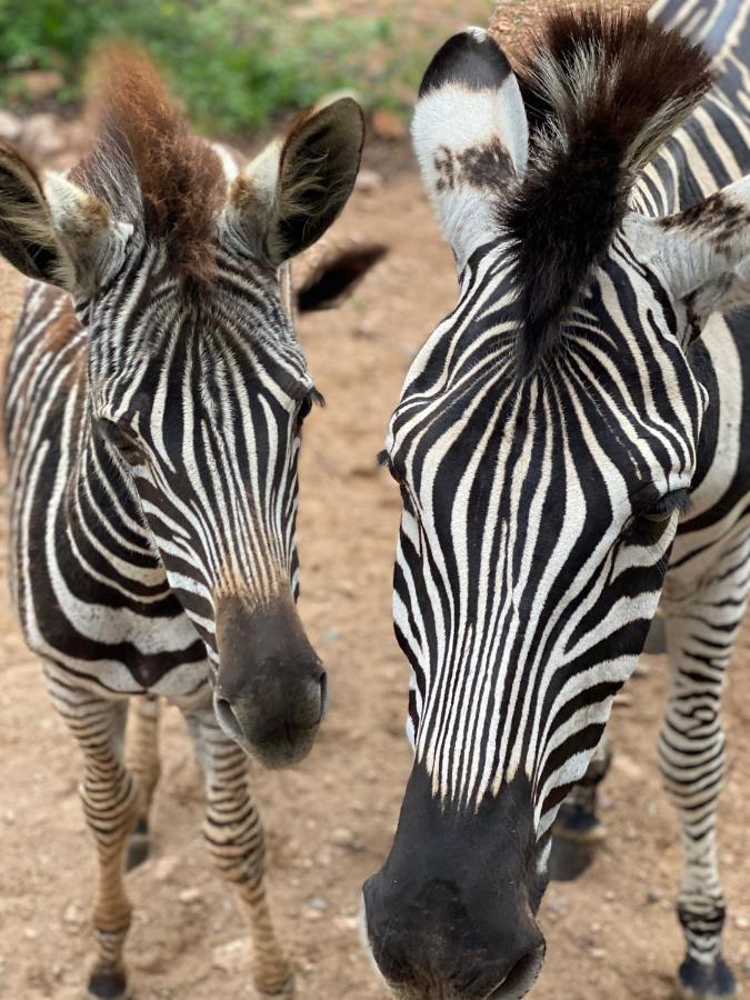 Birdsong Kruger Villa Marloth Park Bagian luar foto