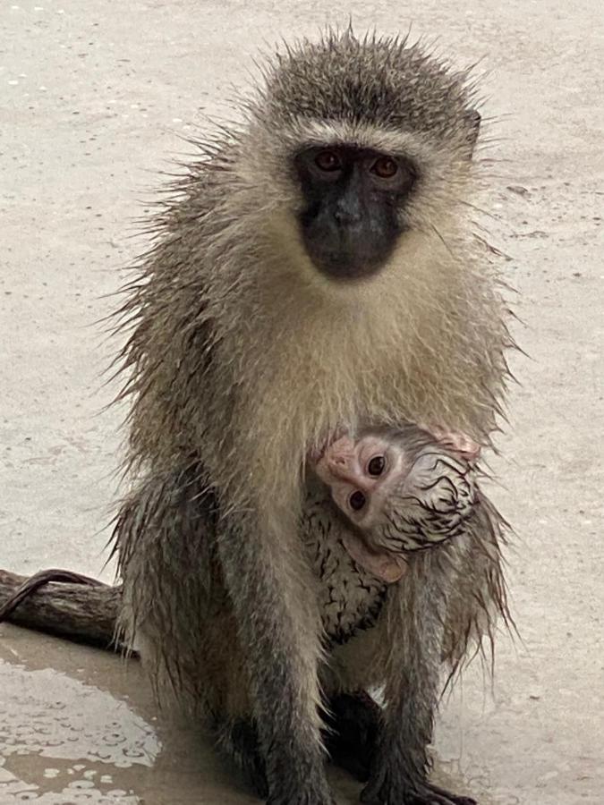 Birdsong Kruger Villa Marloth Park Bagian luar foto