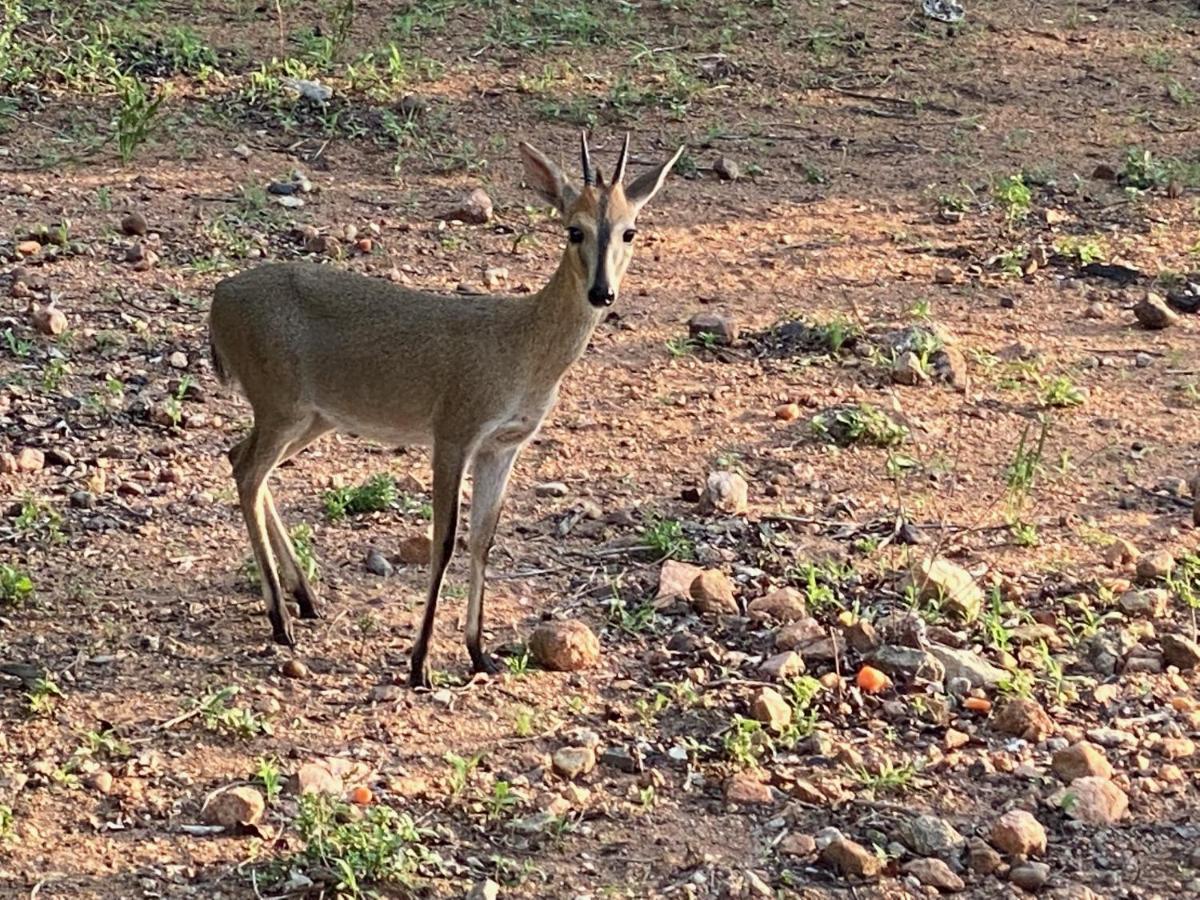 Birdsong Kruger Villa Marloth Park Bagian luar foto